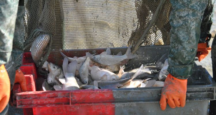 A la fin de la journée, près de 1,5 tonnes de poissons ont été pêchés afin d'être valorisés pour la pêche ou l'alimentation