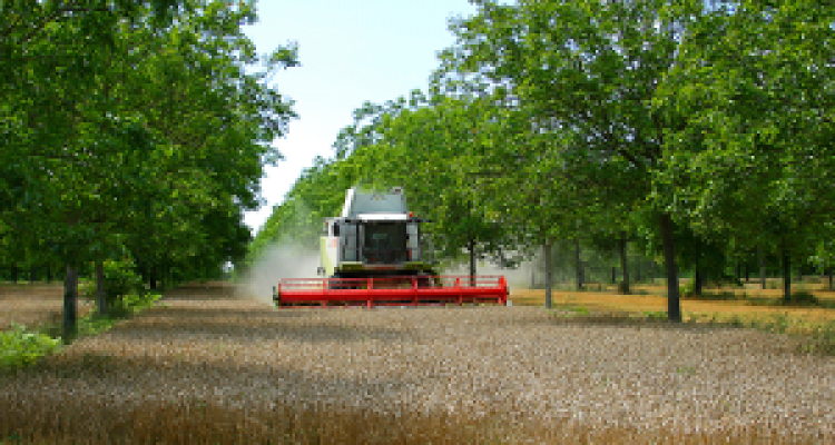 L'agroforesterie s'adapte aux pratiques agricoles modernes (photo ©AGROOF)