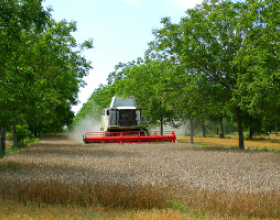L'agroforesterie s'adapte aux pratiques agricoles modernes (photo ©AGROOF)